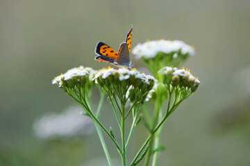 orange butterfly sits on a white wildflower. Close-up of a Small copper Lycaena phlaeas, sitting on white flower. Insect pollination in summer. Fragile butterfly in nature beautiful outdoors