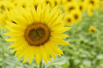 Fototapeta premium bright yellow sunflower in the field. Large flowers of a sunflower in the sunlight. Yellow flowers on a farm field. Agriculture concept, good harvest. Growing seeds for oil. close-up