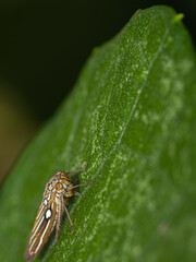 garden insect