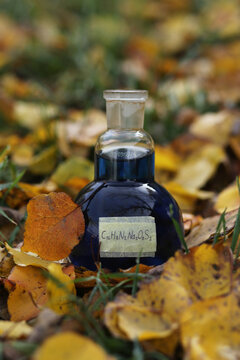 A round flask with a saturated blue organic dye, indigo carmine, is in an autumn leaf.