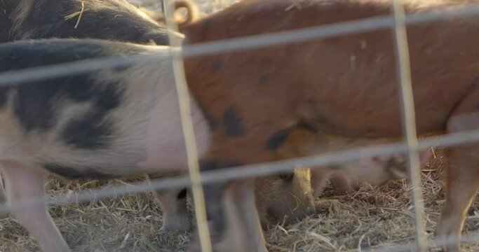 Pigs in cage digging in hay and kicking up dust