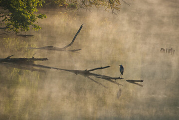 Great Blue Heron on a foggy morning  © Angie