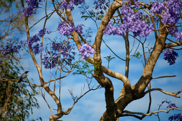 Jacaranda mimosifolia sub-tropical tree in purple flower with bird