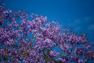 Jacaranda mimosifolia sub-tropical tree in purple flower isolated again blue sky