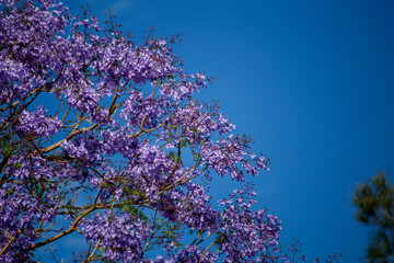 Jacaranda mimosifolia sub-tropical tree in purple flower isolated again blue sky
