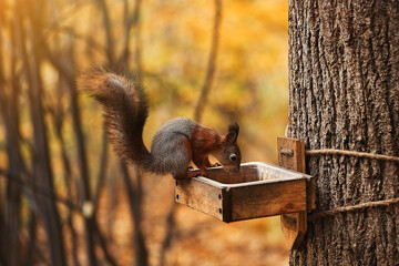 Sciurus. Rodent. The squirrel sits on a tree. Beautiful red squirrel in the park	