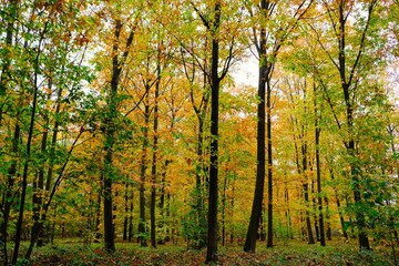 Deutscher Wald im Herbst mit vielen bunten Farben