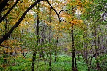 Obraz premium Deutscher Wald im Herbst mit vielen bunten Farben