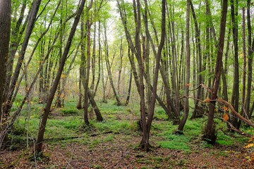 Fototapeta na wymiar Deutscher Wald im Herbst mit vielen bunten Farben