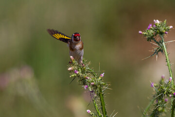 A goldfinch feeding on Carduus acanthoides's