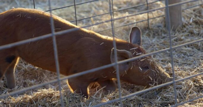 Pigs in cage digging in hay and kicking up dust