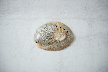 Paua unpolished shell on concrete background. Close up. Paua is Maori for abalone. 