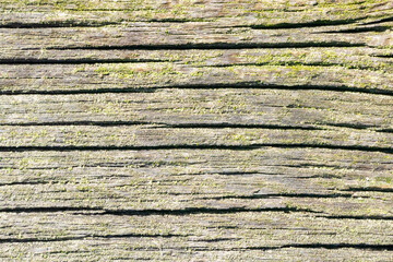 Fototapeta premium Wood pattern background. Tree desk cross section. Dry wooden board. Green moss closeup texture. Forest ground macro background. Moss growing on tree bark.
