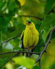 Wild Bird Perched Upon Branch