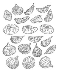 Whole and slice dry fig. Vector black vintage engraving