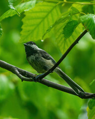 Naklejka premium Wild Bird Perched Upon Branch