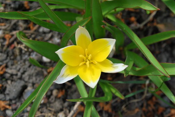 yellow-white tulip in the spring, close-up of a flower