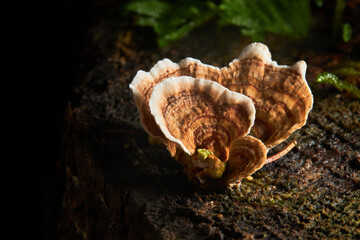 Trametes versicolor mushroom, commonly the turkey tail, also known as coriolus versicolor and...