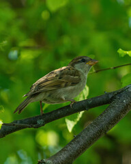 Wild Bird Perched Upon Branch