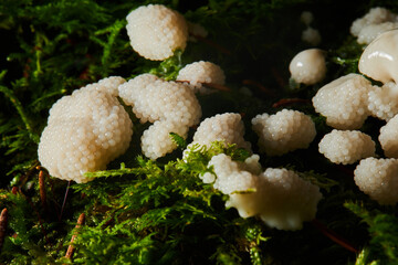 Plenty of snail eggs in the moss in the forest, close up view
