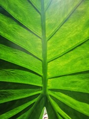fresh green leaf highlighted by the sun. Abstract green leaf background textures