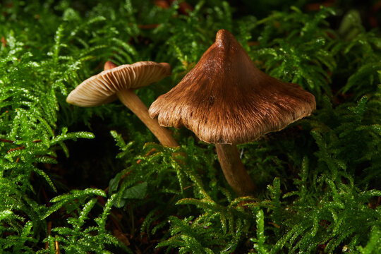 Close-up of a pair of Boulbous fibrecap fungi (Inocybe) growing amongst moss in a deciduous woodland habitat