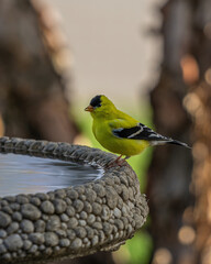 Wild Bird Perched Upon Branch