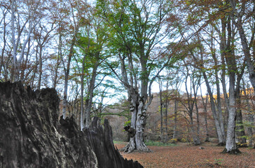 grande faggio nel fitto bosco in autunno