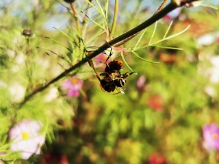 European Hornet. Big hornet fight and kill bee in nature