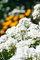 FLORES PATAGONICAS AMARILLA Y BLANCA