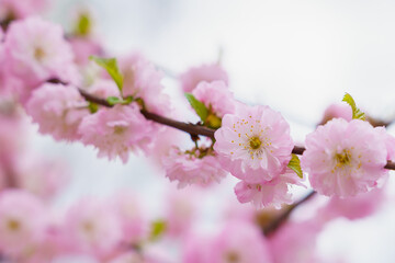 Blossoming sakura tree flower with selective focus on blurred background. Defocused backdrop copy space