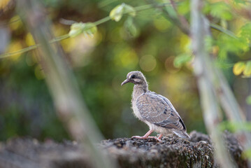 Dove, baby dove showing itself in detail to a macro lens, selective focus.