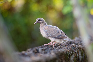 Fototapeta premium Dove, baby dove showing itself in detail to a macro lens, selective focus.