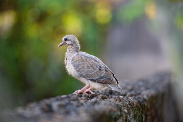 Dove, baby dove showing itself in detail to a macro lens, selective focus.