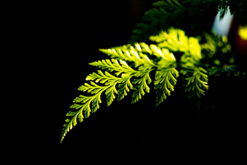 Green leaf, beautiful green foliage lit by the sun against a black background, selective focus.