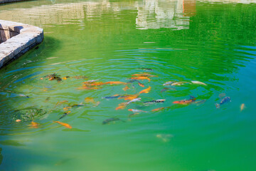 Fish pond, selective focus. Background with copy space