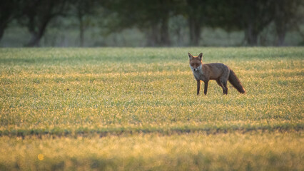 Red fox (Vulpes vulpes) in a field at sunrise