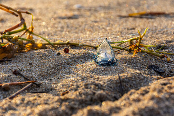 Tiny by-the-wind sailor jellyfish (Velella) on the shore in early morning light