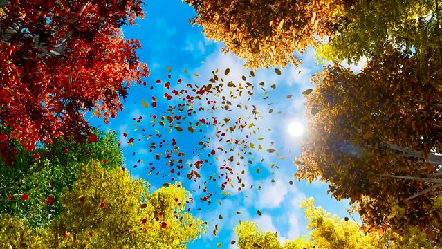 Colorful falling autumn leaves. View through the autumn foliage in the mountain forest. Golden tree leaves. Look up at the golden autumn leaves falling. Slow motion.