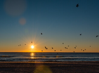 Seabirds flying over the ocean at sunrise
