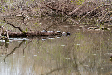 Painted Turtles On A Log In The Pond
