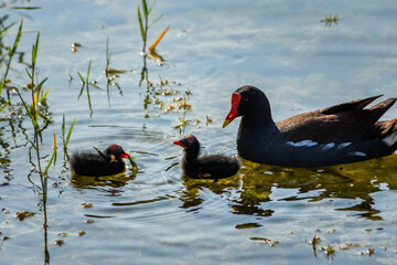 Common gallinule (moorhen) parent with babies foraging for food in shallow marsh