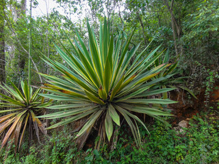 Big agaves along the trekking route up to 