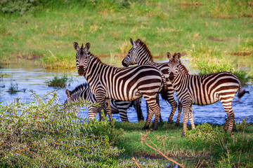 Fototapeta na wymiar Zebra Herd, Serengeti, Tanzania