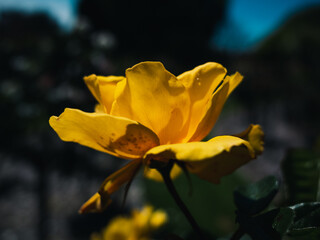 Yellow rose