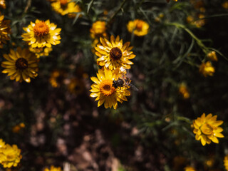 flowers in the garden