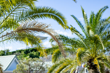 Fototapeta na wymiar Palm Trees Landscape Leaves