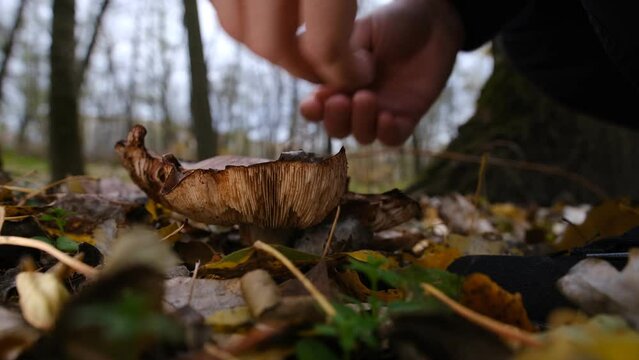Picking up huge mushroom lepista nuda, also clitocybe nuda wood blewit mushroom in the autumn forest day. Mushroomer pick up mushroom in the forest.