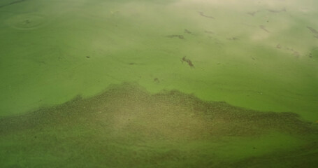 Green river surface, blooming dirty water. Pollution of water in the river, cleaning is needed.