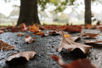 Dry fallen leaves lie on the wet sidewalk, against the backdrop of trees. Bottom view.